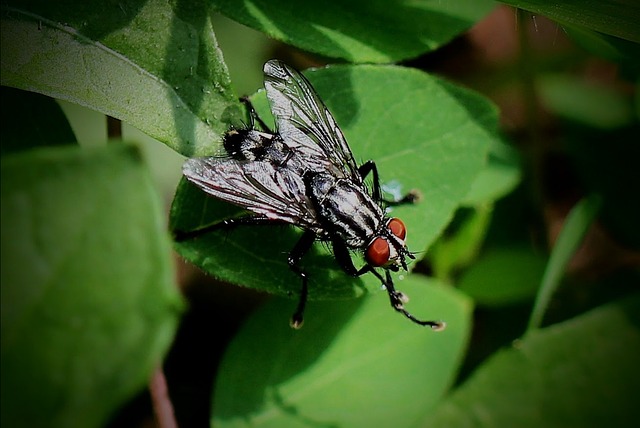 stinging-pest-pest-640x480-36295421.jpeg