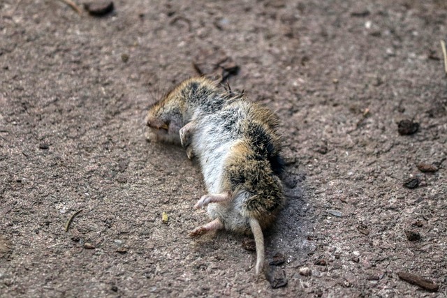 stinging-pest-pest-640x480-49169049.jpeg