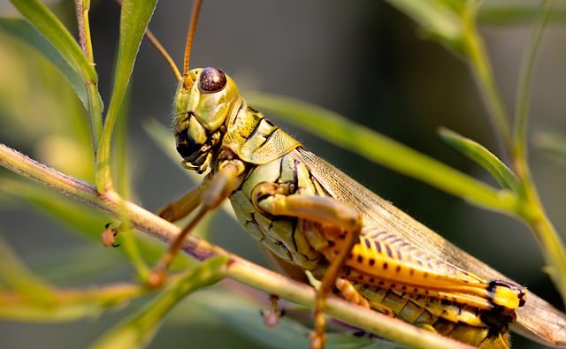 stinging-pest-pest-640x480-52093732.jpg