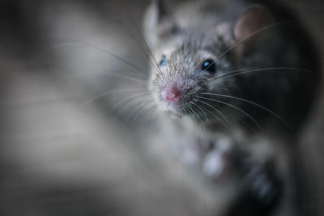 Eradicate Stings: Effective Residential Pest Control & Prevention