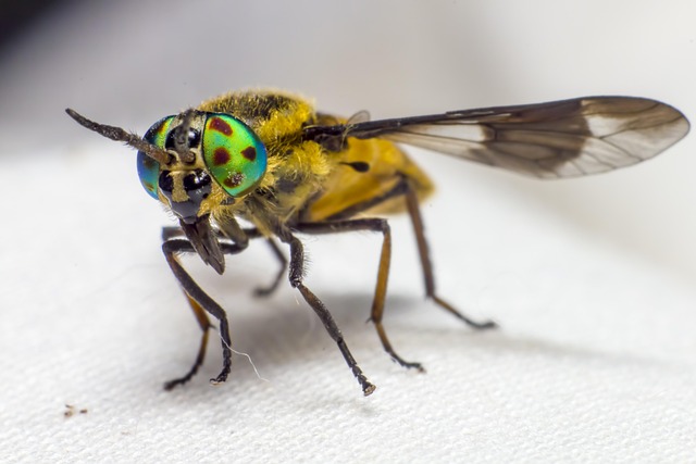 stinging-pest-pest-640x480-84892143.jpeg