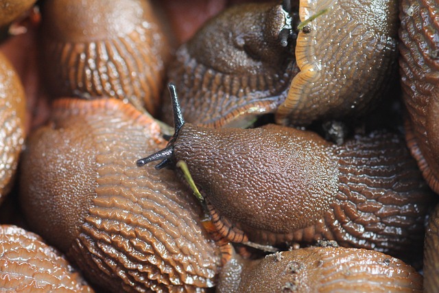 stinging-pest-pest-640x480-90752914.jpeg