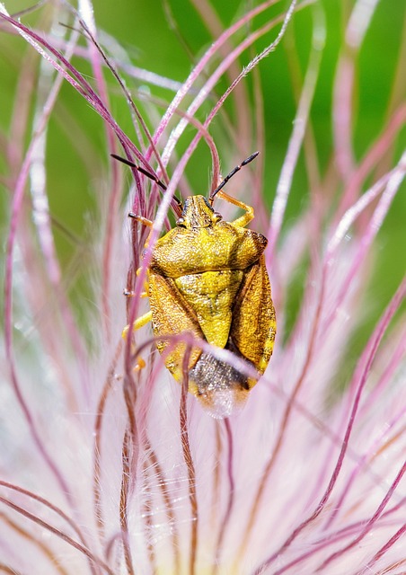 Revolutionizing Stink Bug Control: Advanced Solutions for Effective Removal