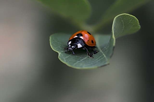 Revolutionizing Stink Bug Control: Innovative Extermination & Prevention Techniques