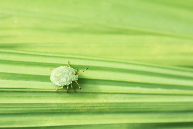 stink-bug-bug-640x480-22694926.jpeg