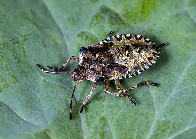 stink-bug-bug-640x480-28482008.jpeg