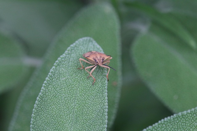stink-bug-bug-640x480-30081883.jpeg