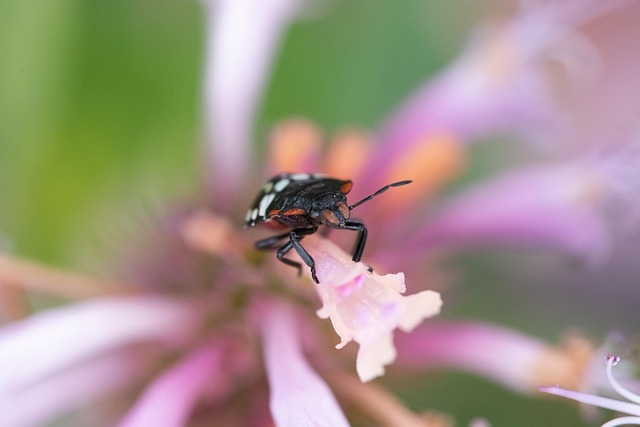 Expert Inspections: Uncovering Stink Bug Entry Points for Effective Control Services