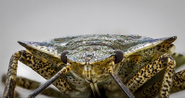stink-bug-bug-640x480-4357814.jpeg