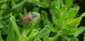 stink-bug-bug-640x480-79387919.jpeg