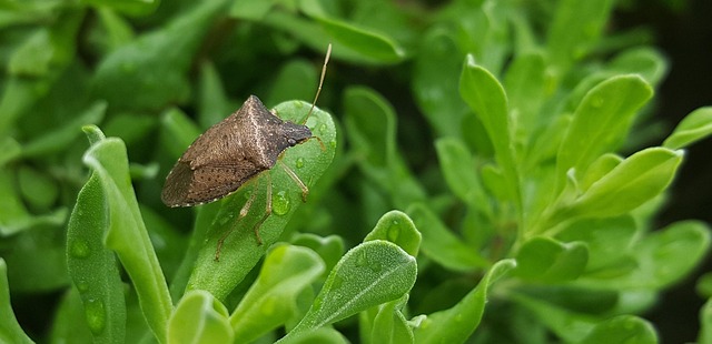 stink-bug-bug-640x480-79387919.jpeg