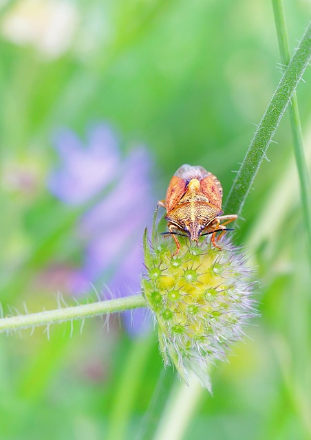 stink-bug-bug-640x480-80577663.jpeg