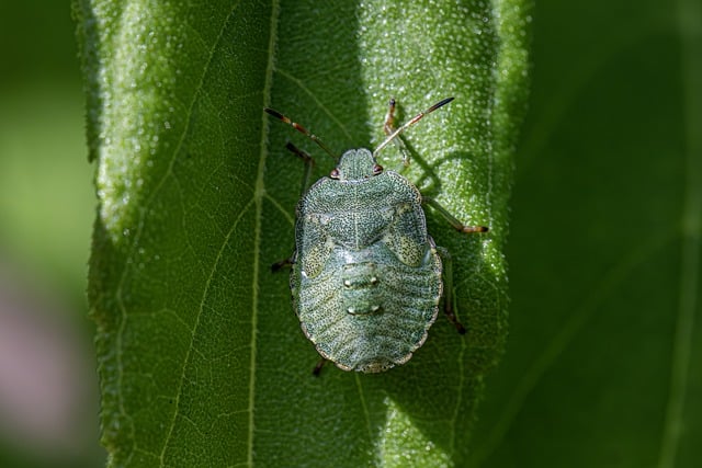 stink-bug-bug-640x480-83793864.jpeg