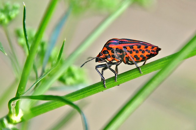 stink-bug-bug-640x480-91793792.jpeg
