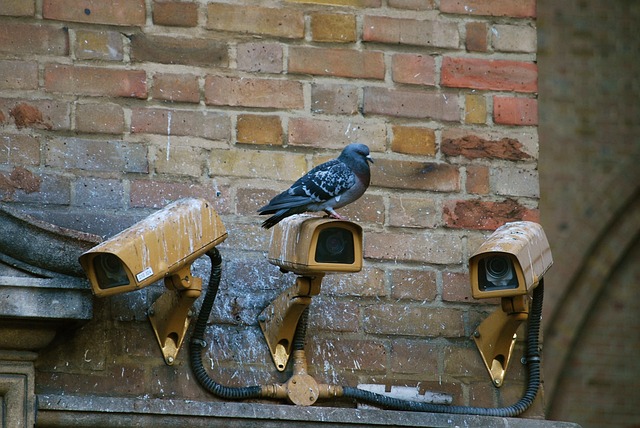 surveillance