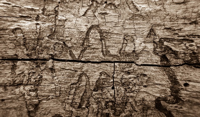 termite-640x480-60352832.jpeg