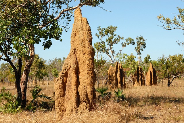 termite-640x480-66599924.jpeg