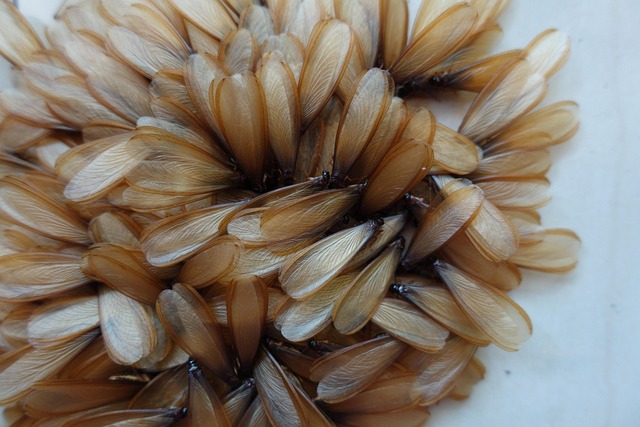 termite-640x480-87131759.jpeg