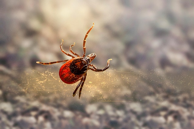 tick-ticks-640x480-12078486.jpeg