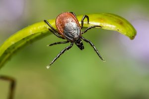 tick-ticks-640x480-1645193.jpeg