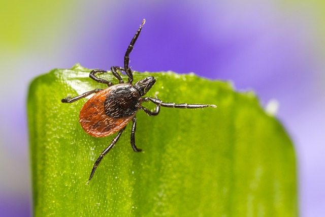 tick-ticks-640x480-23651442.jpeg