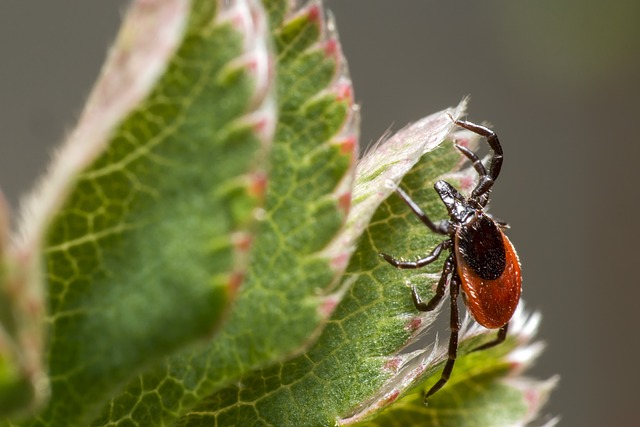 tick-ticks-640x480-56566693.jpeg