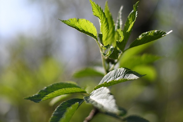 tree, shrub