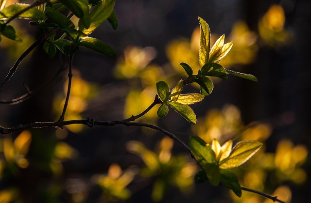 tree, shrub