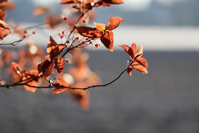 tree, shrub