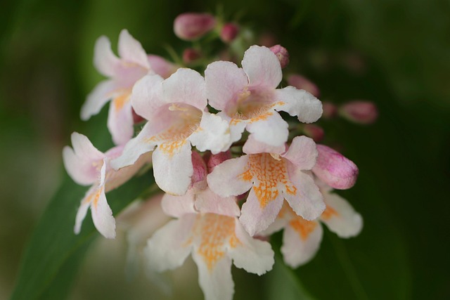 tree, shrub