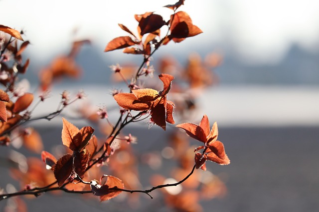 tree, shrub