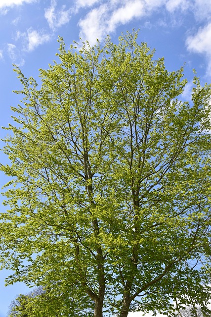 tree, shrub