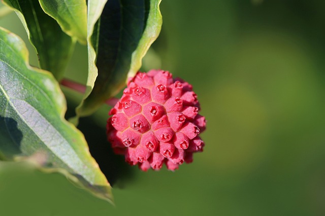 tree, shrub