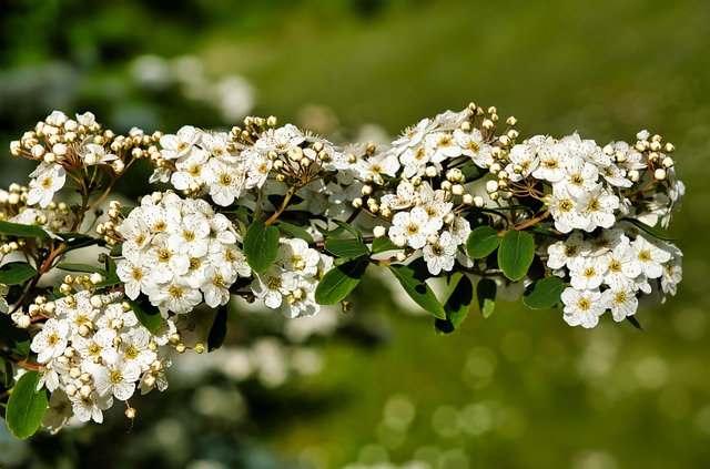 tree-shrub-640x480-22474792.jpeg