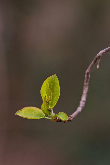 Expert Tips for Optimal Tree & Shrub Pruning & Care