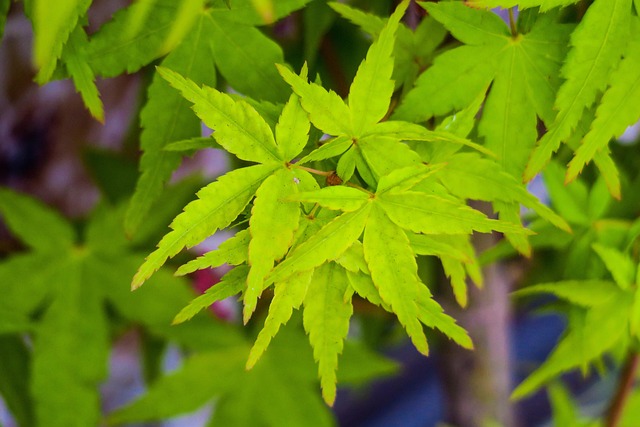 tree-shrub-640x480-24128456.jpeg