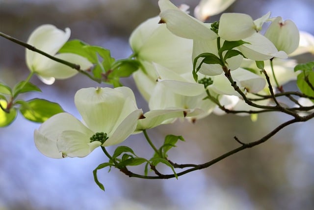 tree, shrub