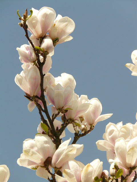 tree, shrub