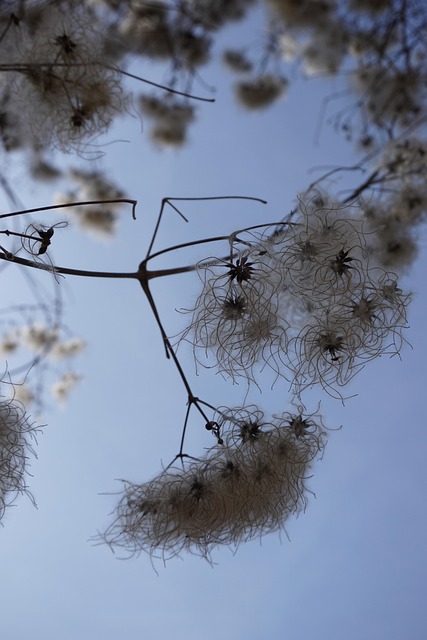 tree-shrub-640x480-30295832.jpeg