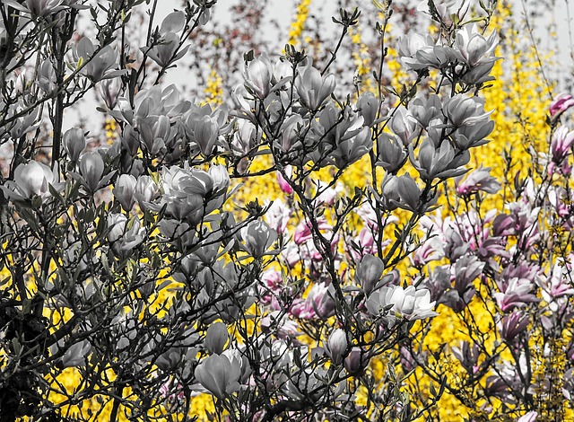 tree, shrub