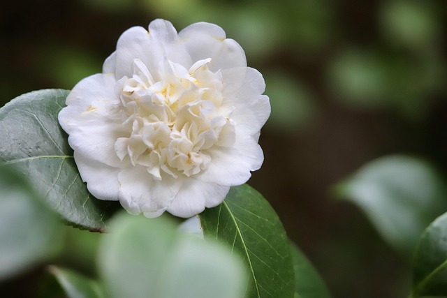 tree, shrub