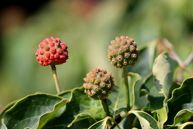 tree-shrub-640x480-37423109.jpeg