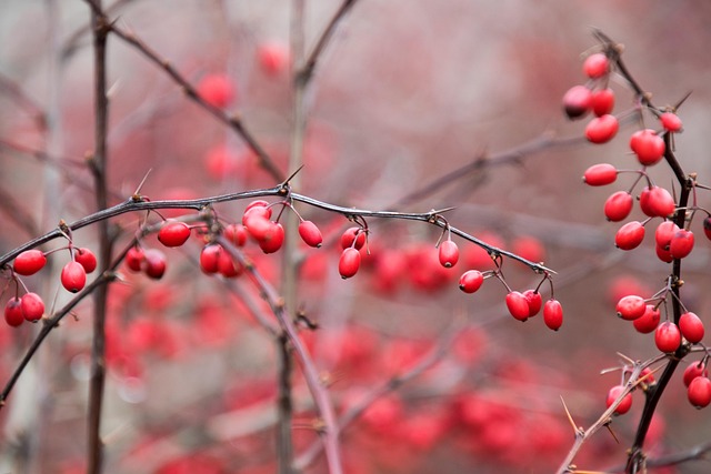 tree, shrub