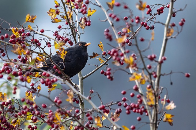 tree, shrub