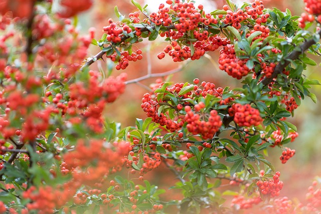 tree, shrub