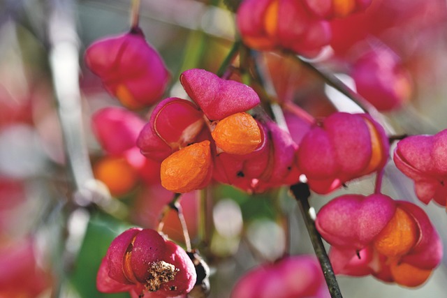 tree-shrub-640x480-46085203.jpeg