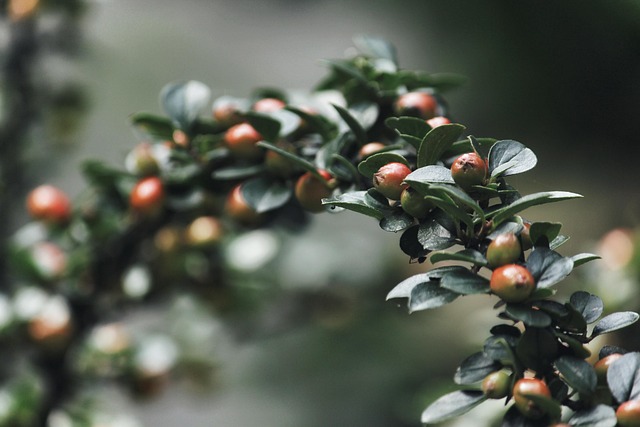 tree-shrub-640x480-46279735.jpeg