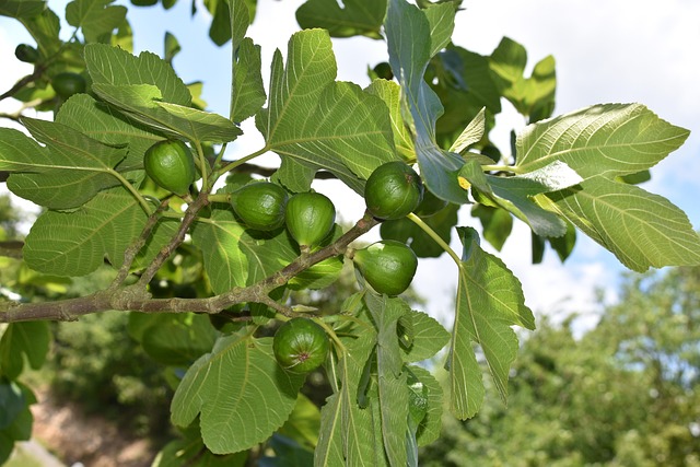 tree, shrub