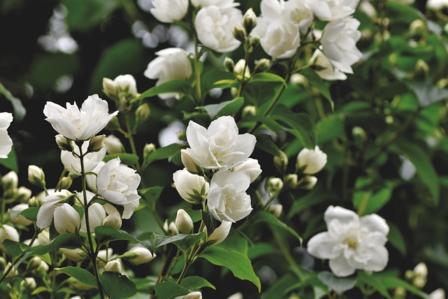 tree, shrub