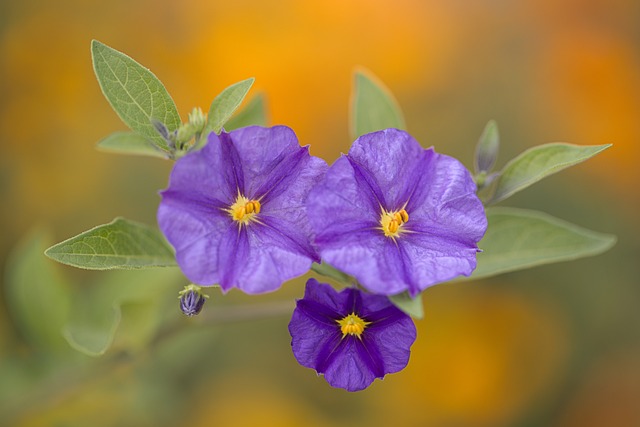 tree, shrub